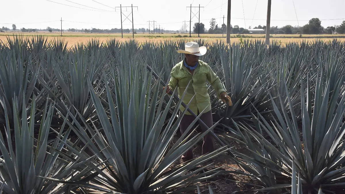 PLANTIOS DE AGAVE